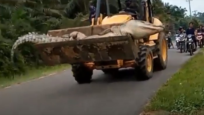 Buaya berukuran besar diarak menggunakan bulldozer.