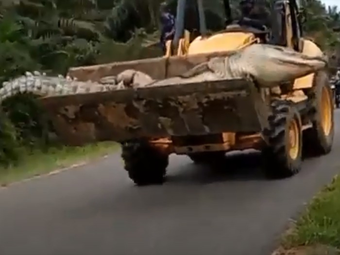 Buaya berukuran besar diarak menggunakan bulldozer.