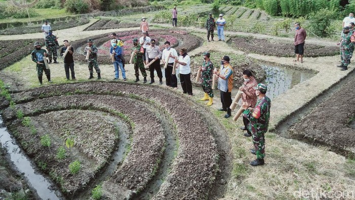 Lahan di Dusun Ngentak, Desa Kranggan, Kecamatan Polanharjo itu mulai diwarnai, bukan dengan cat melainkan dengan berbagai jenis sayuran dan palawija. Seperti apa?