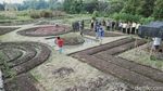 Foto-foto Crop Circle yang Geger di Klaten