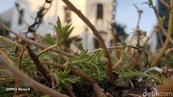 Hasil jepretan kamera dengan lensa makro 2 megapixel. Selain itu masih ada ultrawide 8 megapixel dan kamera mono 2 megapixel (Angling Adhitya Purbaya/detikcom)