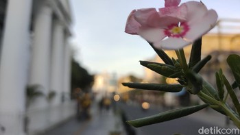 Hasil jepretan lain dengan lensa makro. Spesifikasi Oppo Reno4 menggunakan Snapdragon 720G, RAM 8 GB dan storage 128 GB, slot microSD dengan kapasitas maksimal 128GB. (Angling Adhitya Purbaya/detikcom)