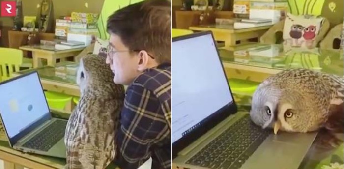 Uniknya Kafe Burung Hantu
