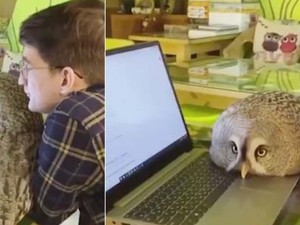 Di Kafe Ini Pengunjung Bisa Main Bareng Burung Hantu dan Ngemil Enak