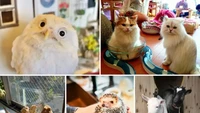 Pencinta hewan bisa mampir ke kafe Animal Cafes di Tokyo. Sambil menikmati kopi kamu bisa sambil bermain dengan hewan-hewan menggemaskan, seperti marmut, kucing hingga burung hantu. Foto: Klook