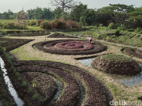Ladang bermotif batik di Kecamatan Polanharjo, Klaten, Kamis (6/8/2020).