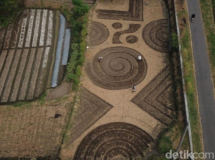 Ladang bermotif batik di Kecamatan Polanharjo, Klaten, Kamis (6/8/2020).
