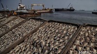 Jejeran ikan asin yang sedang dijemur nelayan di Cilincing, Jakarta Utara, Kamis (6/8/2020).