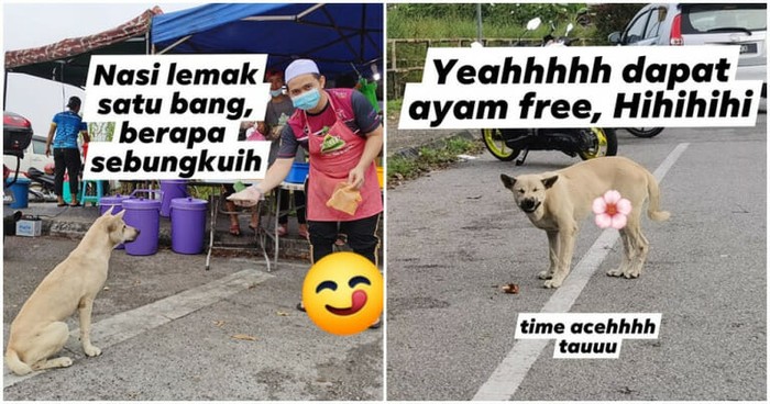 Pintarnya! Anjing Ini Ikut Antre Beli Nasi Lemak