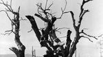 Potret Hiroshima 75 Tahun yang Lalu