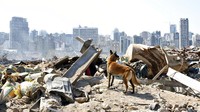 Seekor anjing pelacak dari tim penyelamatan Prancis mencari korban ledakan Lebanon di antara puing-puing bangunan yang berada di kawasan Beirut, Lebanon, Jumat (7/8/2020). AP Photo/Thibault Camus.