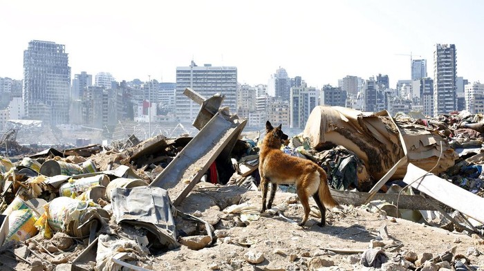Anjing Pelacak Bantu Pencarian Korban Ledakan di Lebanon Anjing pelacak dikerahkan untuk bantu proses evakuasi dan pencarian korban ledakan di Lebanon. Hingga kini diketahui nyaris 150 orang tewas akibat ledakan itu