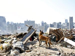Anjing Pelacak Bantu Pencarian Korban Ledakan di Lebanon