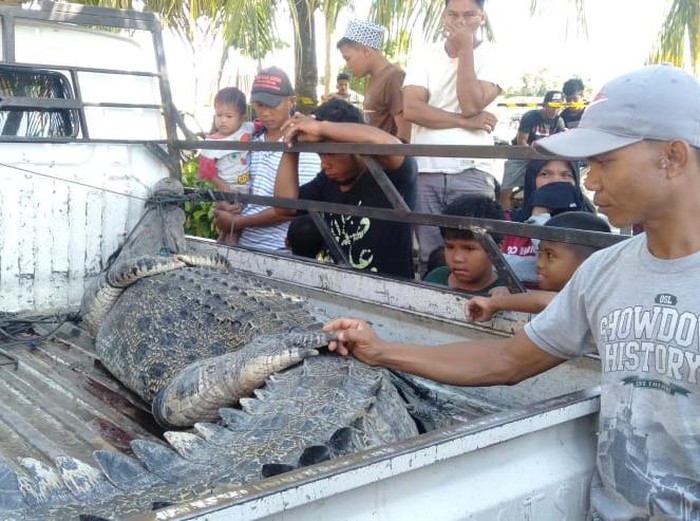 Buaya yang terkam warga di Mamuju Tengah ditangkap.