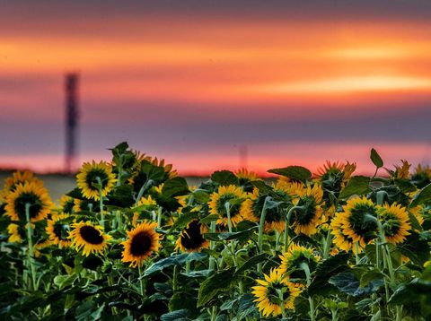 5 Manfaat Bunga Matahari Yang Jarang Diketahui Banyak Orang