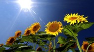 5 Manfaat Bunga Matahari yang Jarang Diketahui Banyak Orang