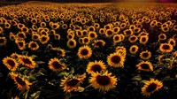 Bunga matahari mekar penuh di sebuah ladang di Wehrheim dekat Frankfurt, Jerman. AP Photo/Michael Probst  