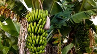 Pisang Terancam Punah Kata Studi, Indonesia Disebut-sebut