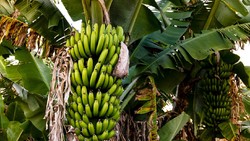 Pisang Terancam Punah Kata Studi, Indonesia Disebut-sebut