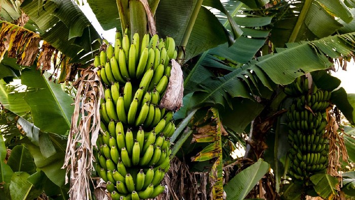 Banana tree with bunch of growing ripe green bananas, plantation rain-forest background.
