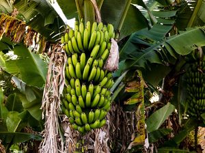 Pisang Jadi Penyumbang Utama Inflasi di NTT, Mengapa Begitu?