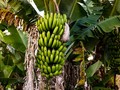 Pisang Terancam Punah Kata Studi, Indonesia Disebut-sebut