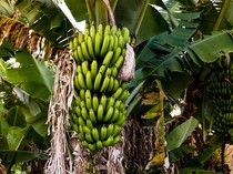 Pisang Jadi Penyumbang Utama Inflasi di NTT, Mengapa Begitu?