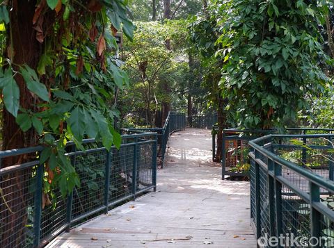 Objek wisata Babakan Siliwangi Forest Walk ditutup sejak bulan Maret guna cegah COVID-19. Lima bulan ditutup, seperti apa kondisi ruang terbuka hijau itu kini?