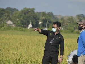 Mau Rem Impor Pangan, Mentan Usul Naikkan Bea Masuk