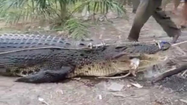 Momen 'buaya siluman' dievakuasi dari Sungai Kayubesi di Babel.