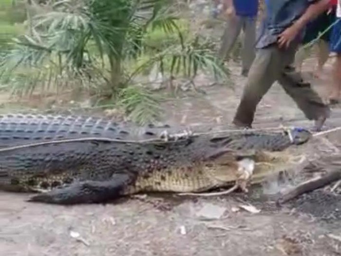 Momen buaya siluman dievakuasi dari Sungai Kayubesi di Babel.