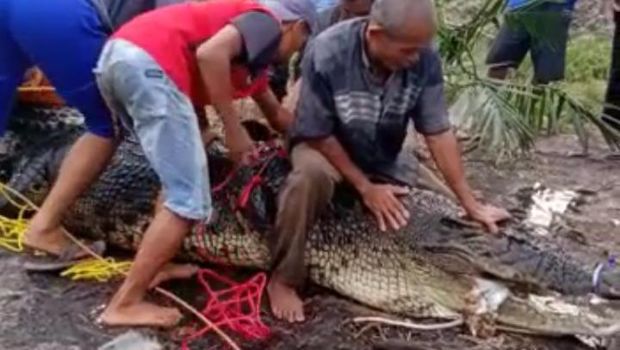 Momen 'buaya siluman' dievakuasi dari Sungai Kayubesi di Babel.
