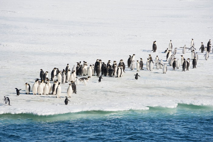 Kelompok penguin kaisar dan penguin Adelie di hamparan es.