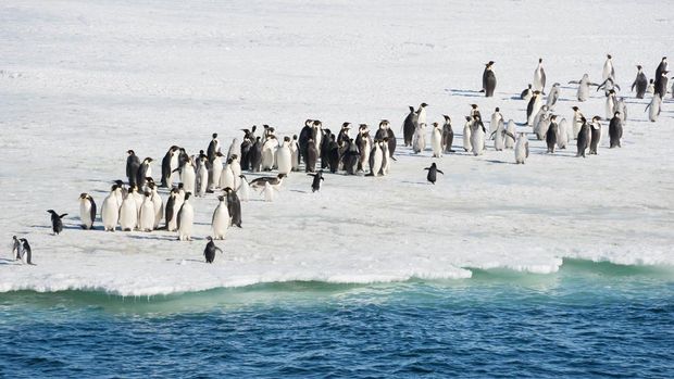 Kelompok penguin kaisar dan penguin Adelie di hamparan es.