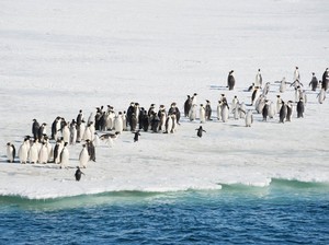 8 Hewan Ini Paling Kuat Hidup di Lingkungan Ekstrem