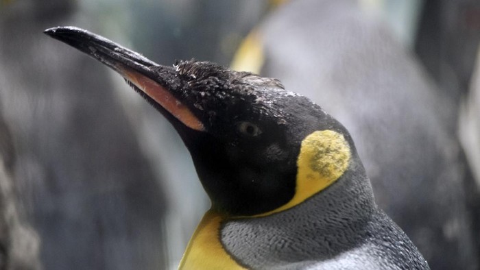 Kelompok penguin kaisar dan penguin Adelie di hamparan es.