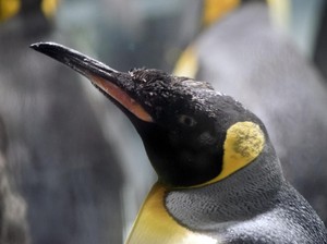 Penguin yang Berenang dari Antartika-Australia, Diantar Pulang ke Lautnya