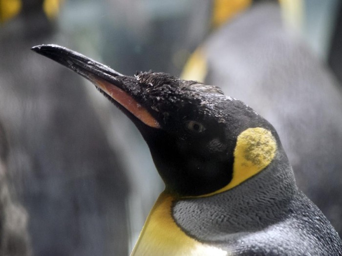 Kelompok penguin kaisar dan penguin Adelie di hamparan es.