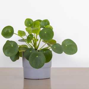 Jenis Tanaman Hias Pilea Untuk Indoor, Bagi yang Hobi Berkebun Jenis Tanaman Hias Pilea Untuk Indoor, Bagi yang Hobi Berkebun