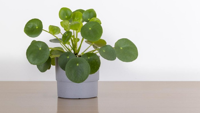 Jenis Tanaman Hias Pilea Untuk Indoor Bagi Yang Hobi Berkebun