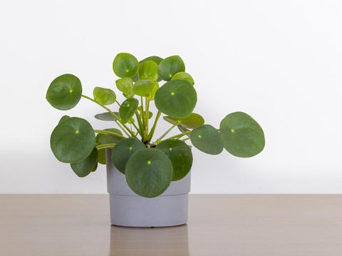pilea