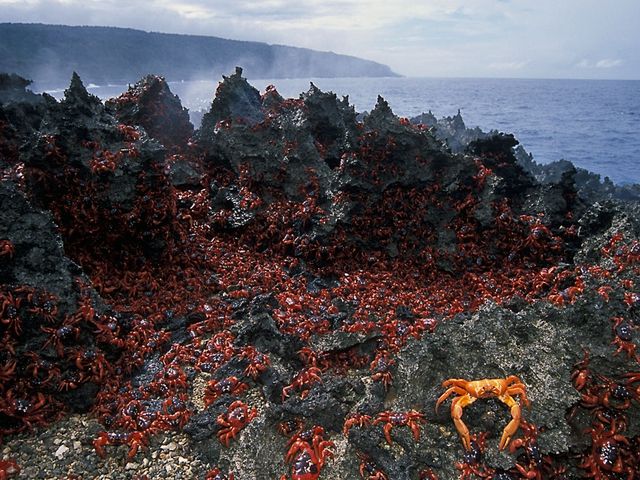 Pulau Christmas yang dihuni jutaan kepiting