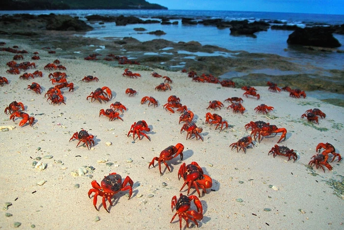 Pulau Christmas yang dihuni jutaan kepiting