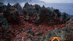 Pulau-pulau Ini Dihuni Binatang, dari yang Gemas Sampai Menyeramkan