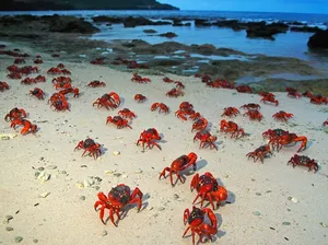 5 Fakta Pulau Christmas yang Dihuni Jutaan Kepiting Merah