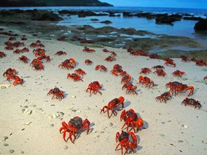 5 Fakta Pulau Christmas yang Dihuni Jutaan Kepiting Merah