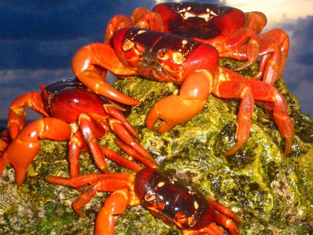 Pulau Christmas yang dihuni jutaan kepiting