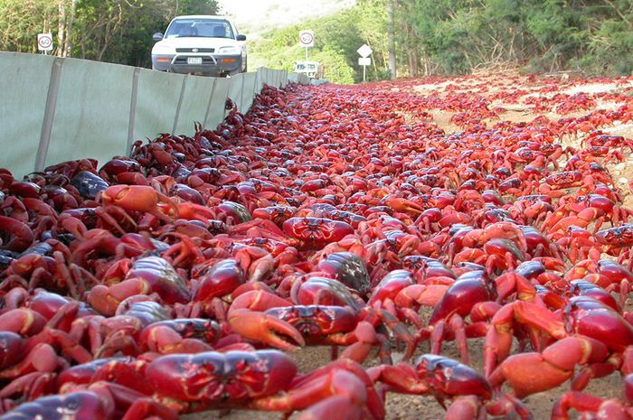 Pulau Christmas yang dihuni jutaan kepiting