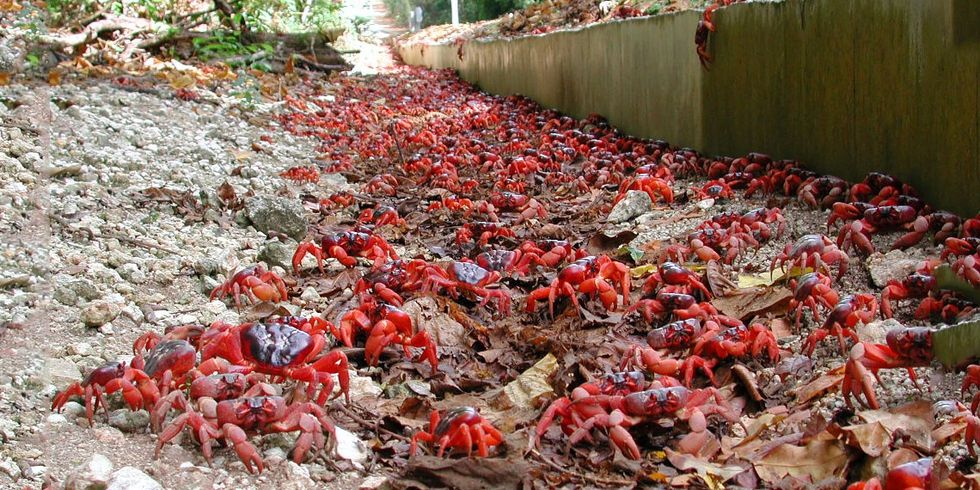 Pulau Christmas yang dihuni jutaan kepiting