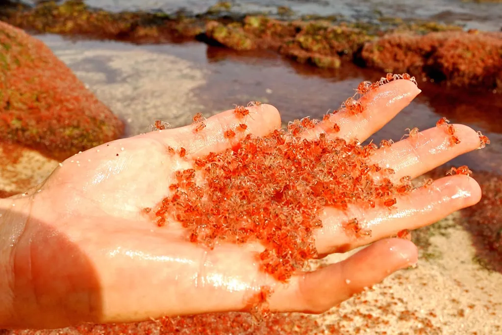 Pulau Christmas yang dihuni jutaan kepiting